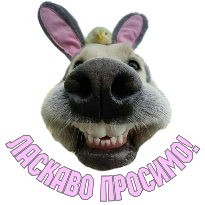 ВАС ВIТАЄ МАГАЗИН "ЗООШИЗА"
