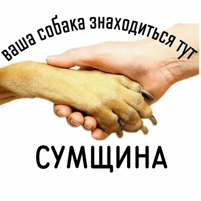 СУМИ